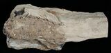 Long Petrified Juniper Root - Oregon #6249-2